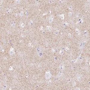 Merck Anti-HCRTR2 antibody produced in rabbit