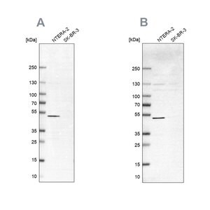 Merck Anti-IST1 antibody produced in rabbit