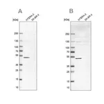 Merck Anti-IST1 antibody produced in rabbit