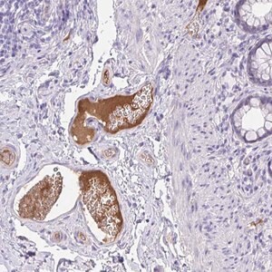 Merck Anti-HRG antibody produced in rabbit