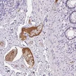 Merck Anti-HRG antibody produced in rabbit