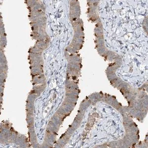 Merck Anti-TRAF3IP1 antibody produced in rabbit