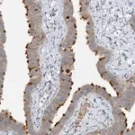 Merck Anti-TRAF3IP1 antibody produced in rabbit