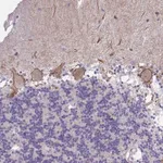 Merck Anti-KCNMA1 antibody produced in rabbit