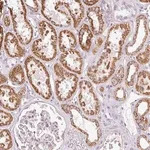 Merck Anti-DAAM2 antibody produced in rabbit