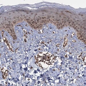 Merck Anti-KANSL2 antibody produced in rabbit