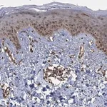 Merck Anti-KANSL2 antibody produced in rabbit