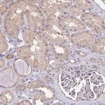 Merck Anti-RABGAP1L antibody produced in rabbit