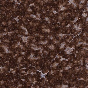 Merck Anti-MINDY3 antibody produced in rabbit