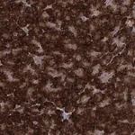 Merck Anti-MINDY3 antibody produced in rabbit