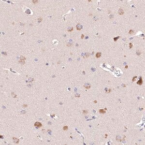 Merck Anti-PCYOX1L antibody produced in rabbit