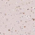 Merck Anti-PCYOX1L antibody produced in rabbit