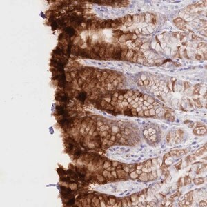 Merck Anti-PSAPL1 antibody produced in rabbit