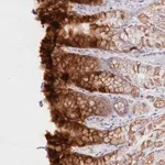 Merck Anti-PSAPL1 antibody produced in rabbit