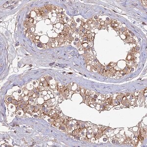 Merck Anti-DENND5B antibody produced in rabbit