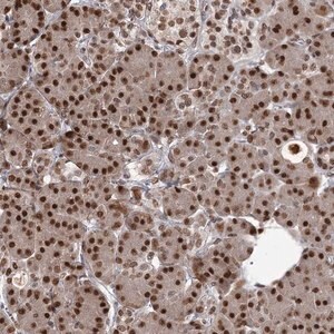 Merck Anti-THYN1 antibody produced in rabbit