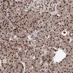 Merck Anti-THYN1 antibody produced in rabbit