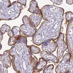 Merck Anti-ALPI antibody produced in rabbit
