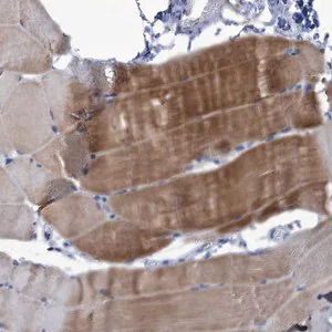 Merck Anti-NEU3 antibody produced in rabbit