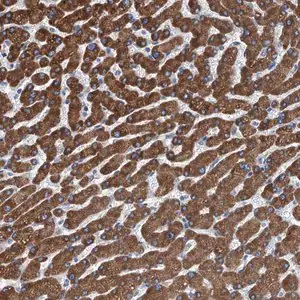 Merck Anti-TRPT1 antibody produced in rabbit