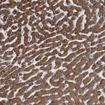 Merck Anti-TRPT1 antibody produced in rabbit