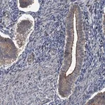 Merck Anti-N4BP2L2 antibody produced in rabbit