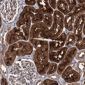 Merck Anti-EFL1 antibody produced in rabbit