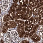 Merck Anti-EFL1 antibody produced in rabbit