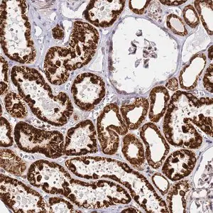 Merck Anti-HSPE1 antibody produced in rabbit