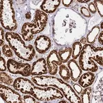 Merck Anti-HSPE1 antibody produced in rabbit