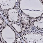 Merck Anti-CWC15 antibody produced in rabbit