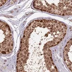 Merck Anti-RAPGEF3 antibody produced in rabbit