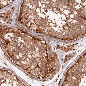 Merck Anti-MMP15 antibody produced in rabbit