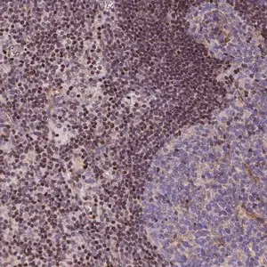 Merck Anti-SP4 antibody produced in rabbit