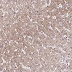 Merck Anti-C9orf64 antibody produced in rabbit