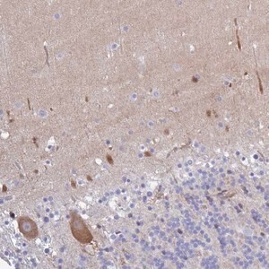 Merck Anti-CA10 antibody produced in rabbit