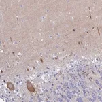 Merck Anti-CA10 antibody produced in rabbit