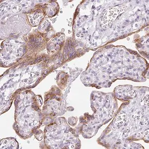 Merck Anti-LPAR4 antibody produced in rabbit