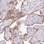 Merck Anti-LPAR4 antibody produced in rabbit