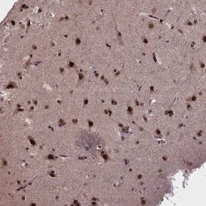 Merck Anti-RELB antibody produced in rabbit