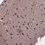 Merck Anti-RELB antibody produced in rabbit