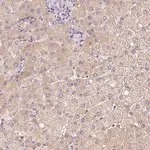 Merck Anti-CMTM8 antibody produced in rabbit