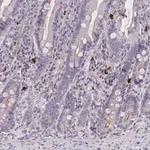 Merck Anti-MRGPRX2 antibody produced in rabbit