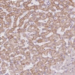 Merck Anti-TMEM170A antibody produced in rabbit