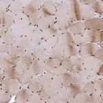 Merck Anti-USP35 antibody produced in rabbit