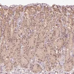 Merck Anti-TMEM170B antibody produced in rabbit