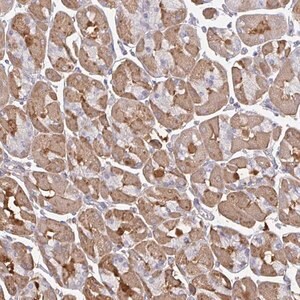 Merck Anti-TTC9C antibody produced in rabbit