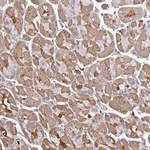 Merck Anti-TTC9C antibody produced in rabbit