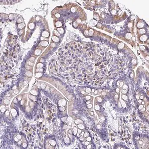 Merck Anti-FIBCD1 antibody produced in rabbit