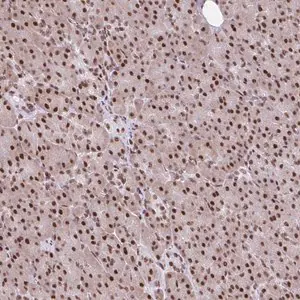 Merck Anti-RIPK3 antibody produced in rabbit
